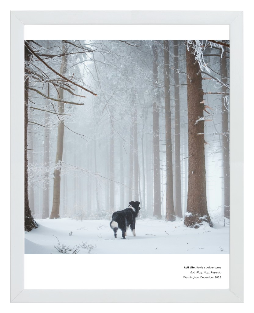 Best in Show Pet 11” x 14” Framed Print - White Best in Show - White