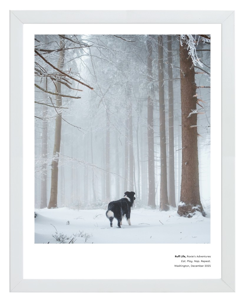 Best in Show Pet 11” x 14” Framed Print - White Best in Show - White