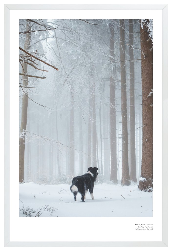 Best in Show Pet 20” x 30” Framed Print - White Best in Show - White