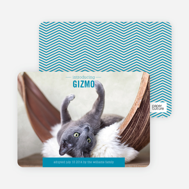 Kitten Pet Cards - Pink