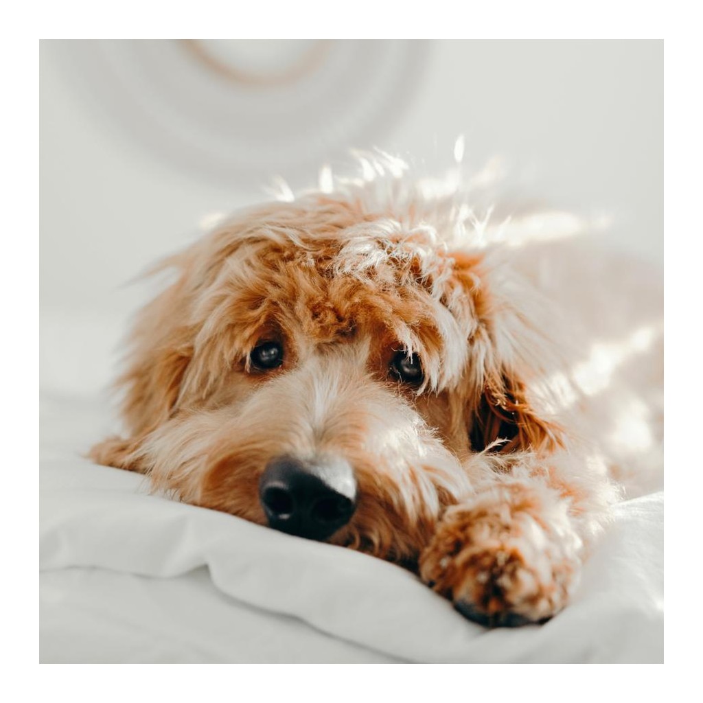 Simply Photo: Pet, 16” x 16” Art Print - White