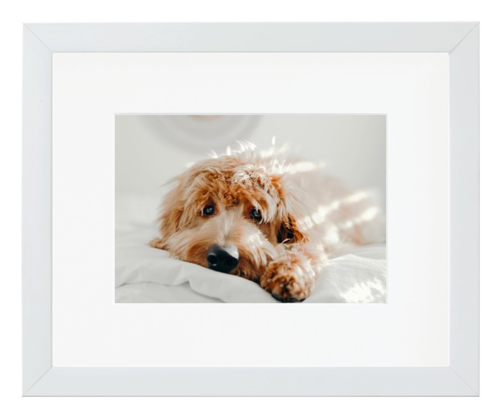 Simply Photo: Pet, 10” x 8” Framed Print with Mat - White
