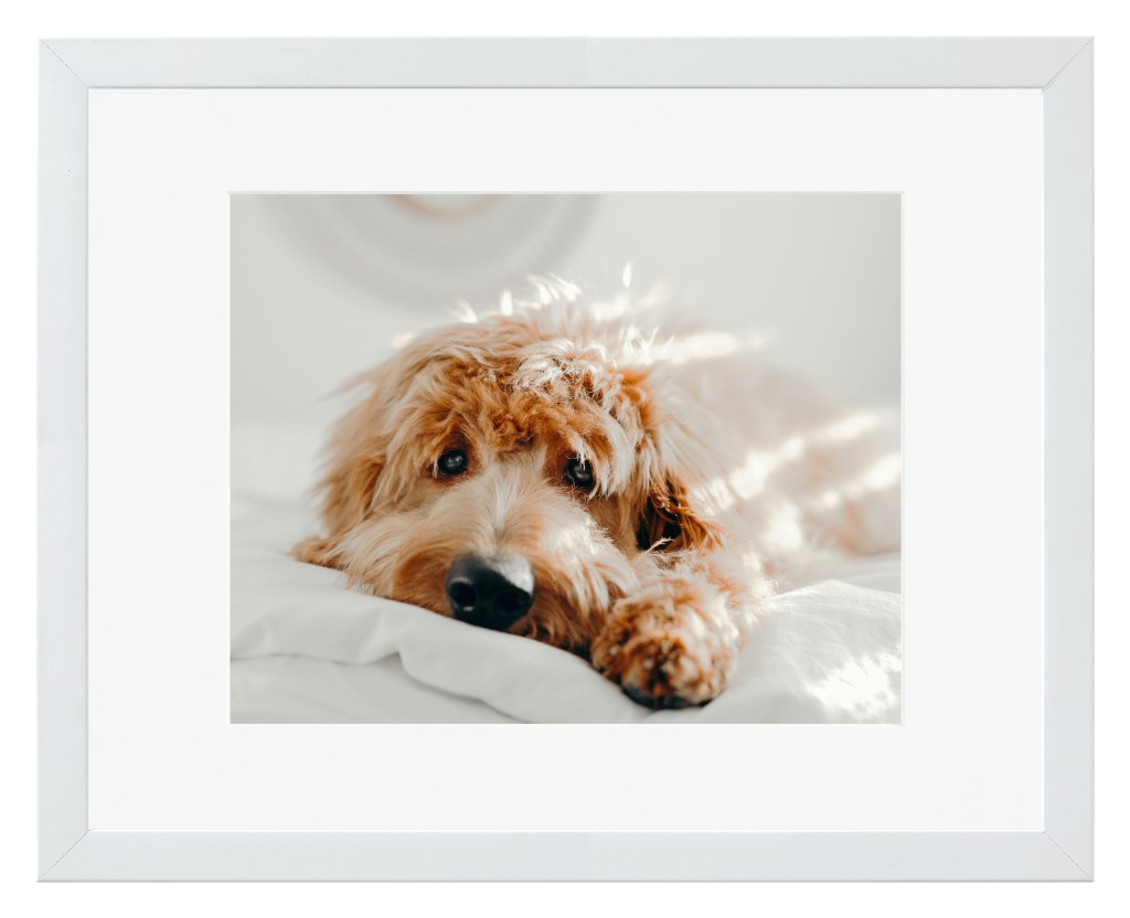 Simply Photo: Pet, 14” x 11” Framed Print with Mat - White
