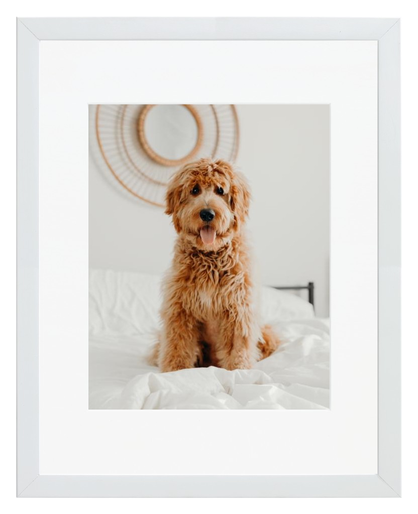 Simply Photo: Pet, 11” x 14” Framed Print with Mat - White