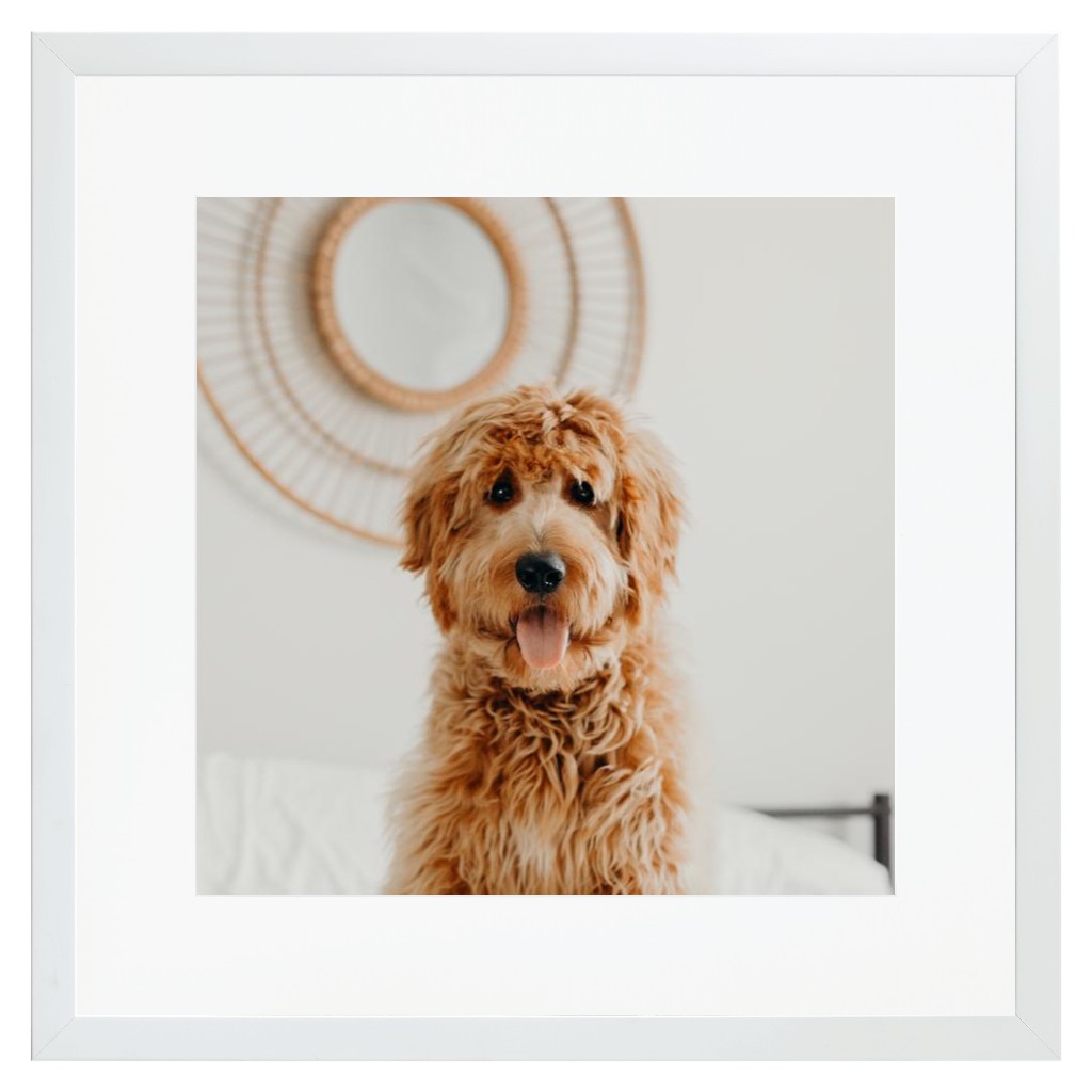 Simply Photo: Pet, 16” x 16” Framed Print with Mat - White
