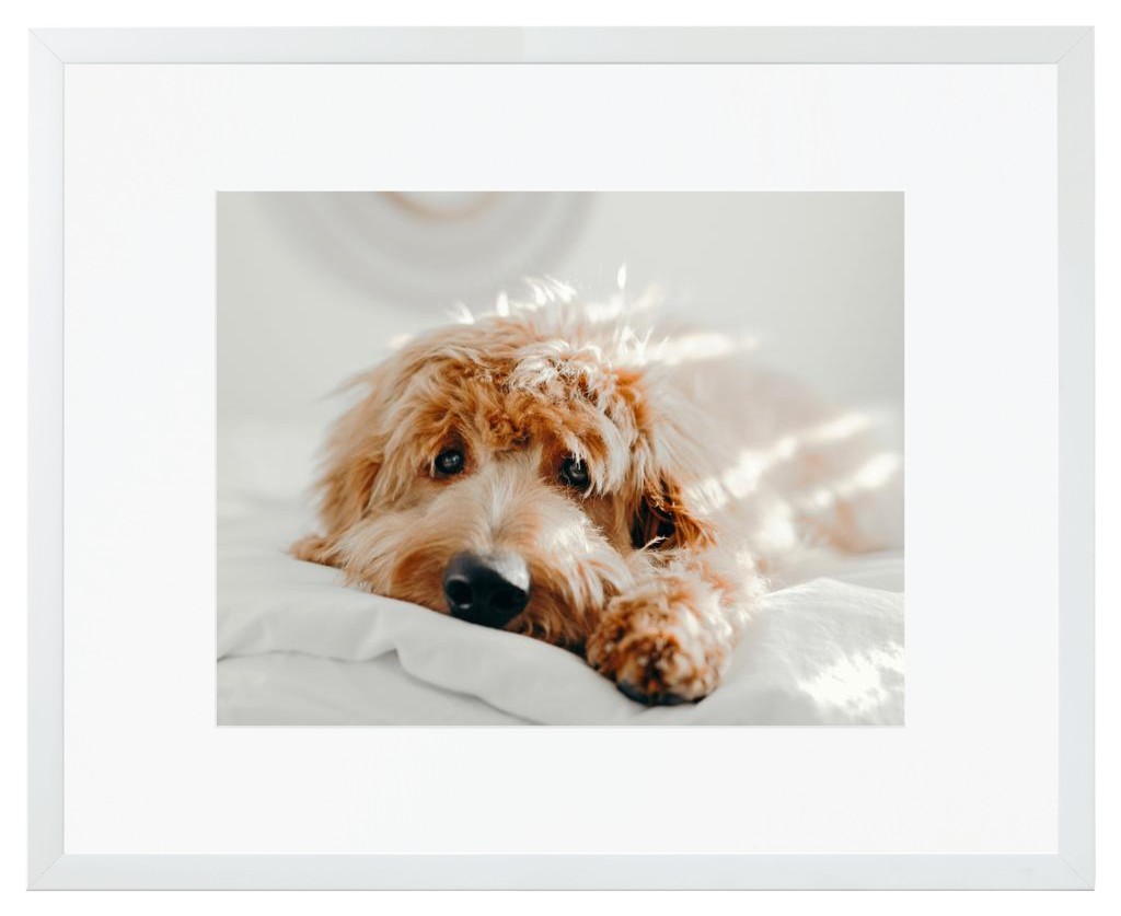 Simply Photo: Pet, 20” x 16” Framed Print with Mat - White