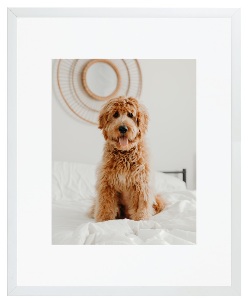 Simply Photo: Pet, 16” x 20” Framed Print with Mat - White