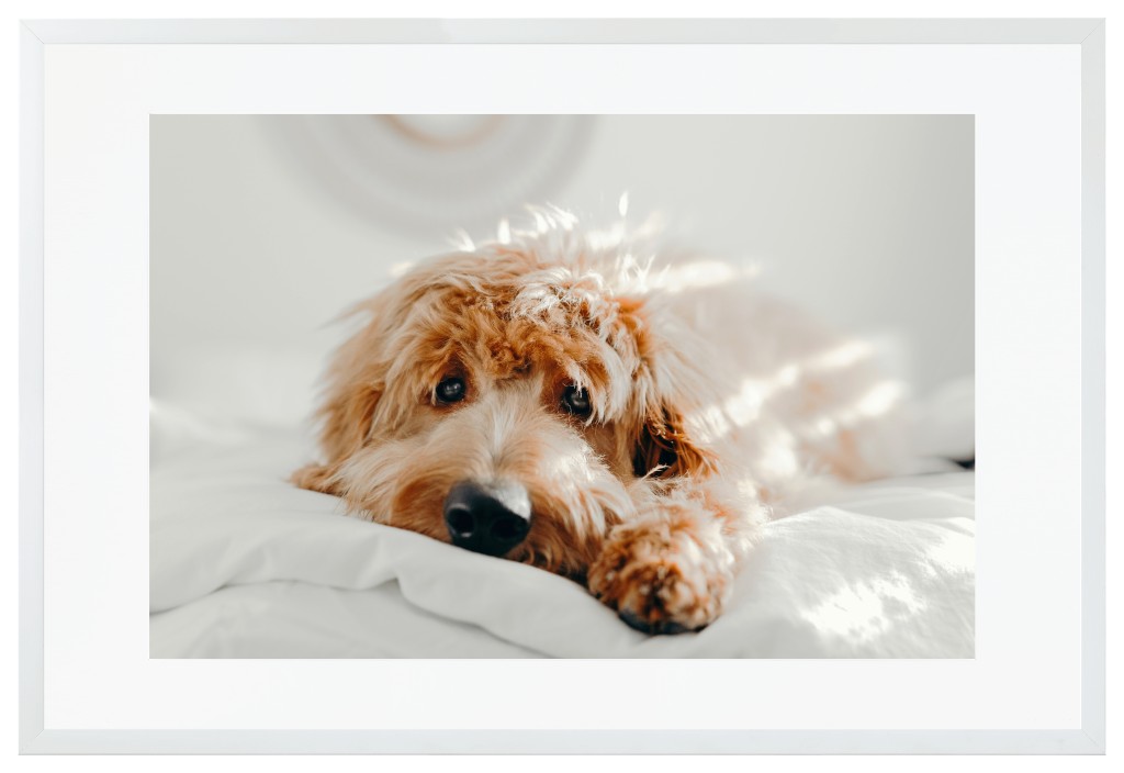 Simply Photo: Pet, 30” x 20” Framed Print with Mat - White