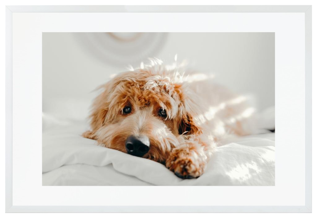 Simply Photo: Pet, 30” x 20” Framed Print with Mat - White