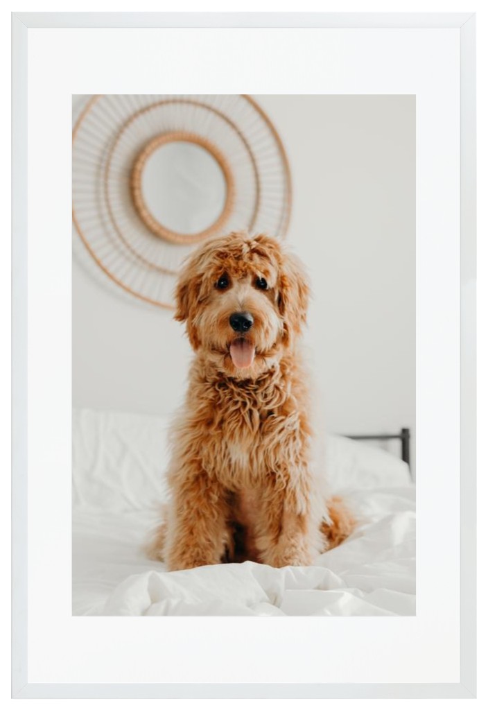 Simply Photo: Pet, 20” x 30” Framed Print with Mat - White