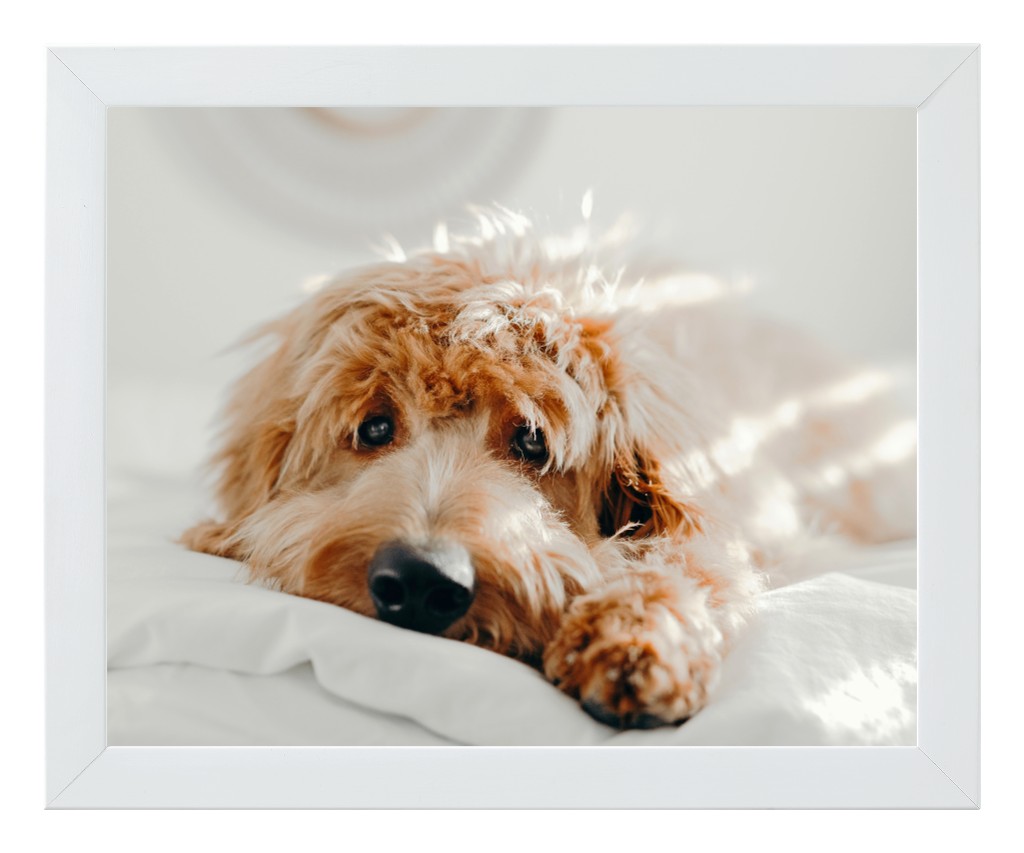 Simply Photo: Pet, 10” x 8” Framed Print - White