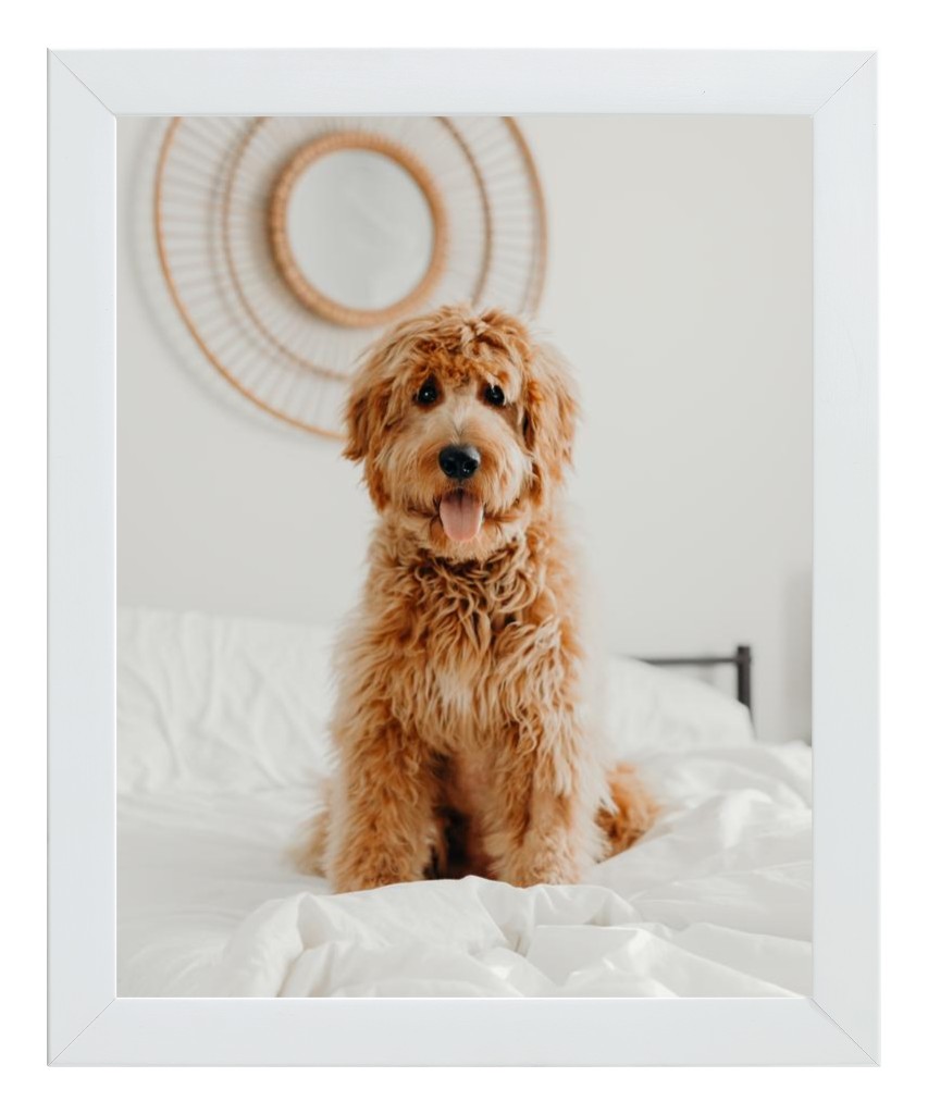 Simply Photo: Pet, 8” x 10” Framed Print - White