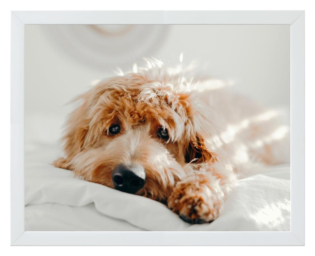 Simply Photo: Pet, 14” x 11” Framed Print - White