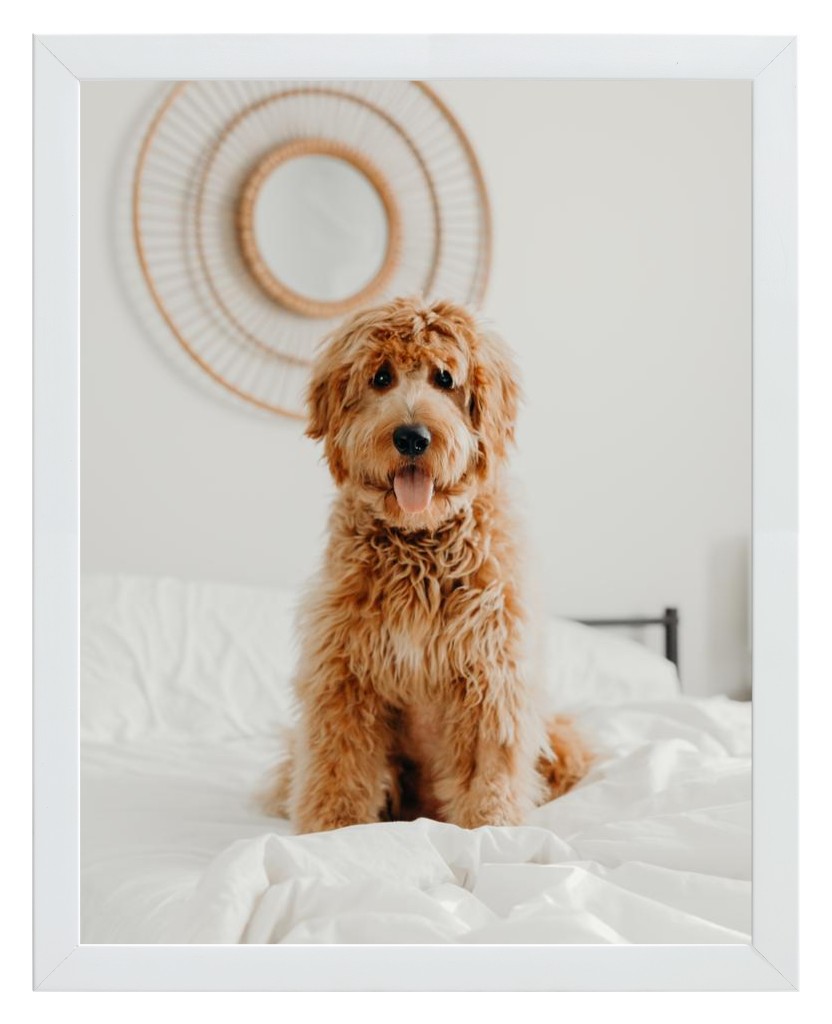 Simply Photo: Pet, 11” x 14” Framed Print - White