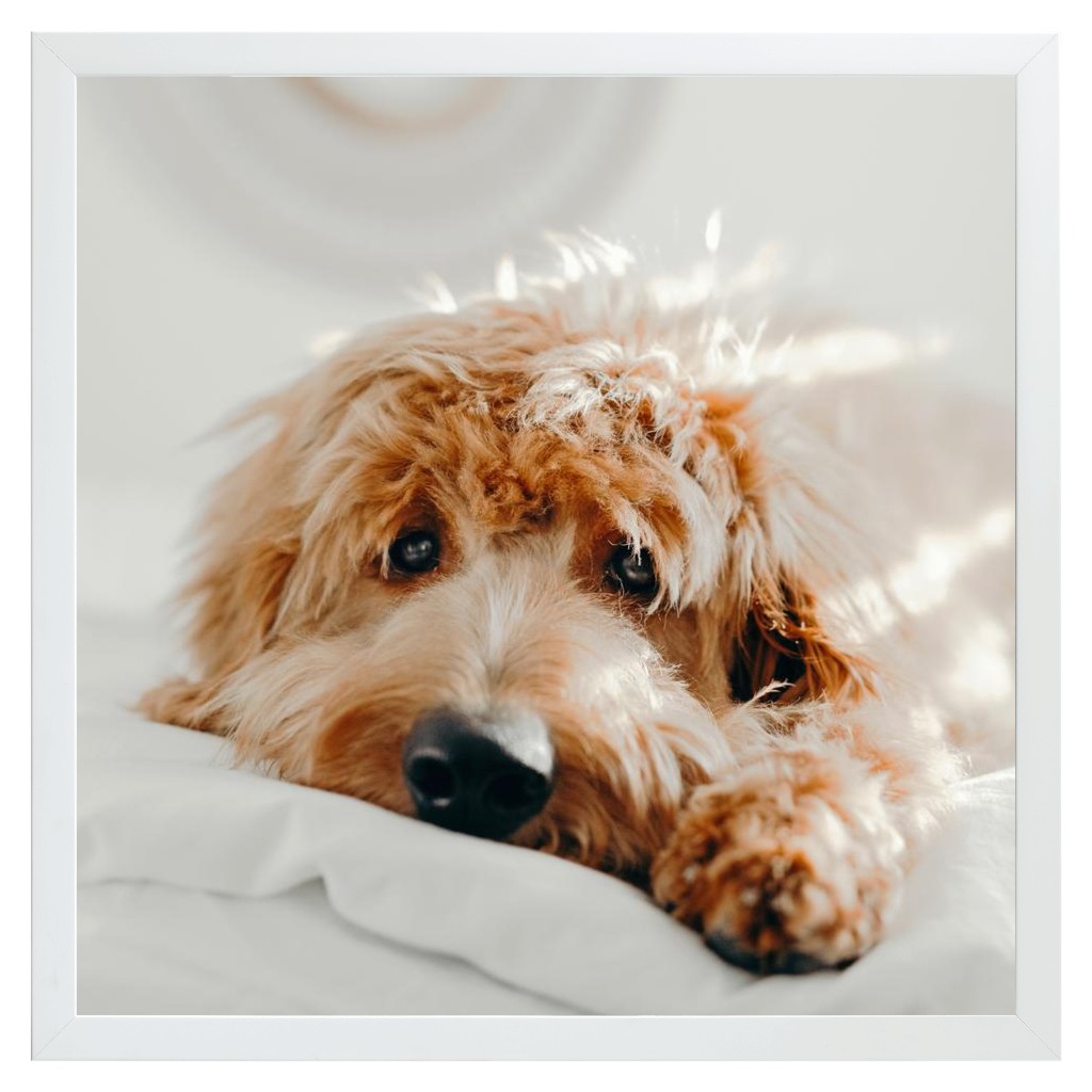 Simply Photo: Pet, 16” x 16” Framed Print - White