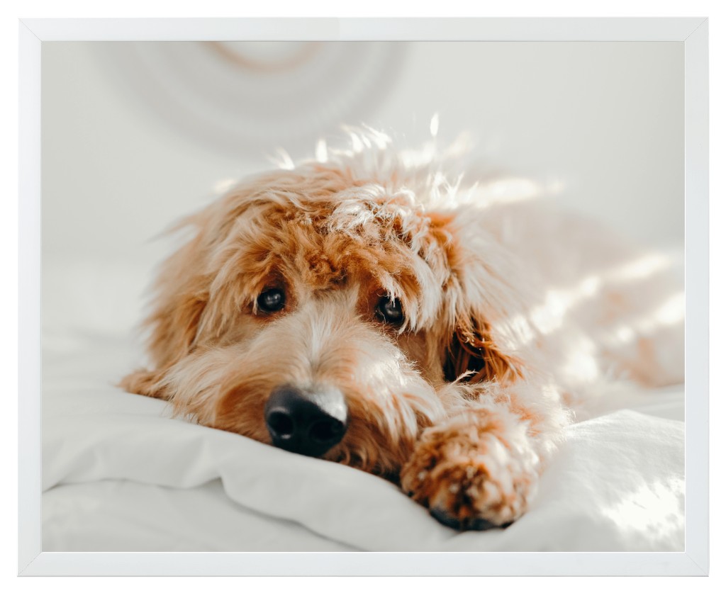 Simply Photo: Pet, 20” x 16” Framed Print - White