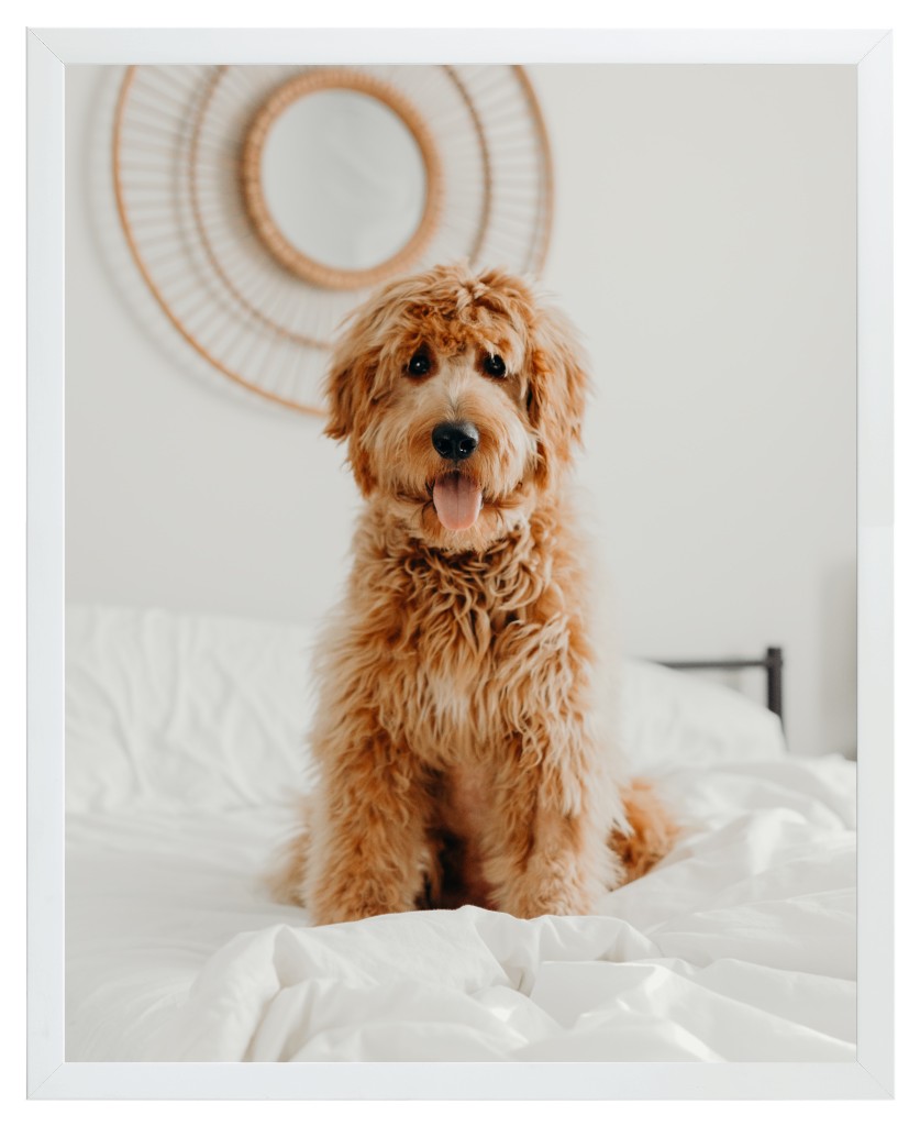 Simply Photo: Pet, 16” x 20” Framed Print - White