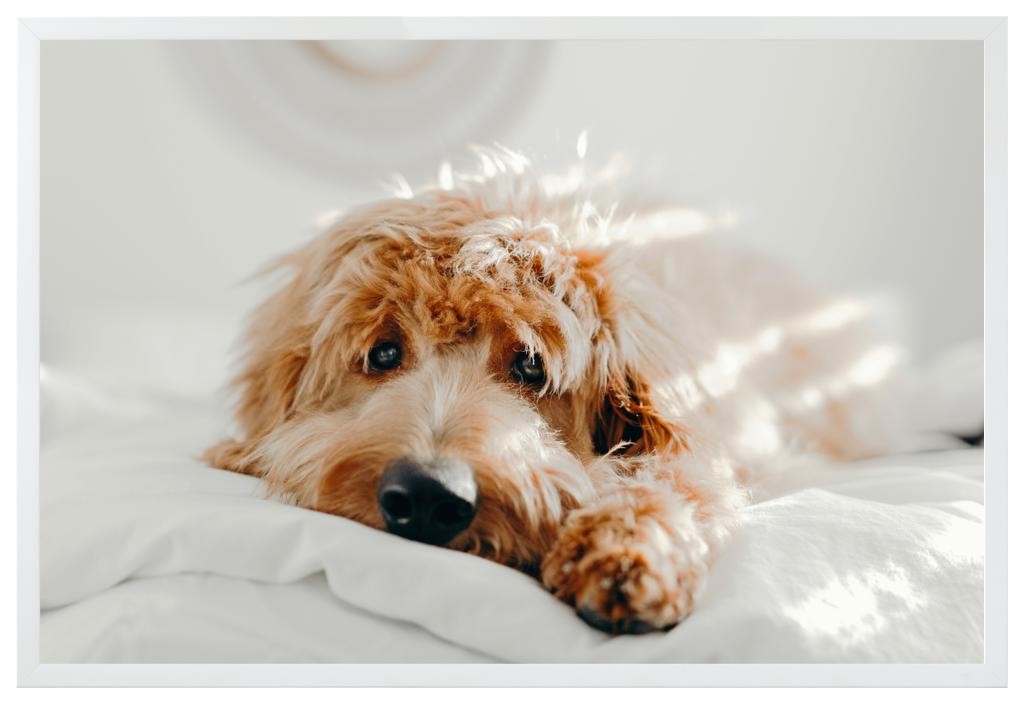 Simply Photo: Pet, 30” x 20” Framed Print - White