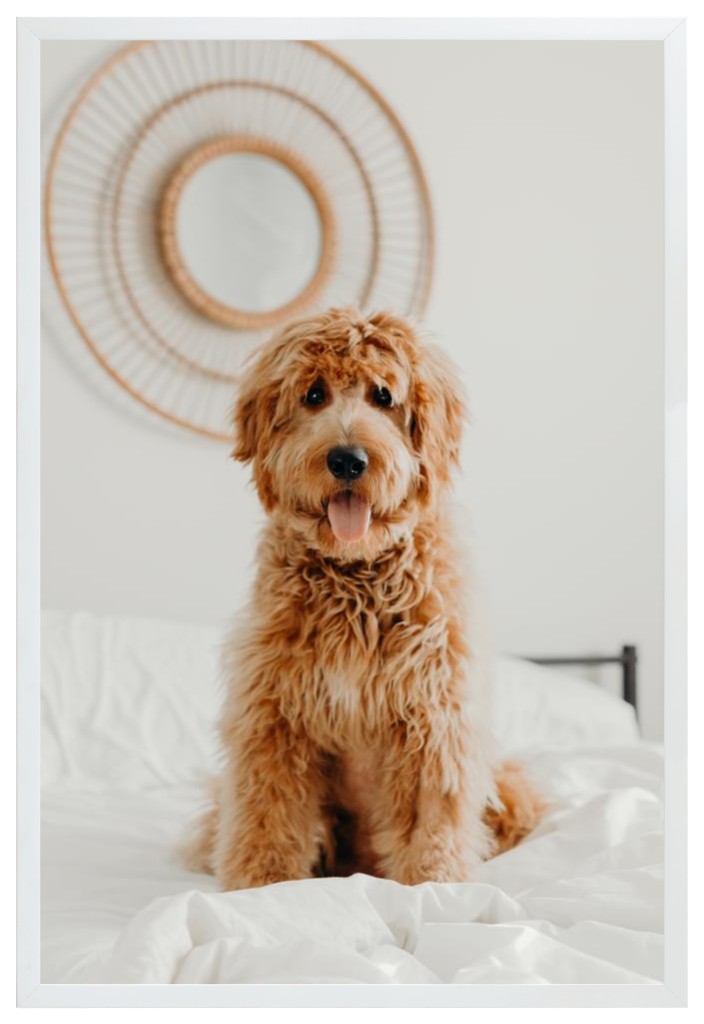 Simply Photo: Pet, 20” x 30” Framed Print - White