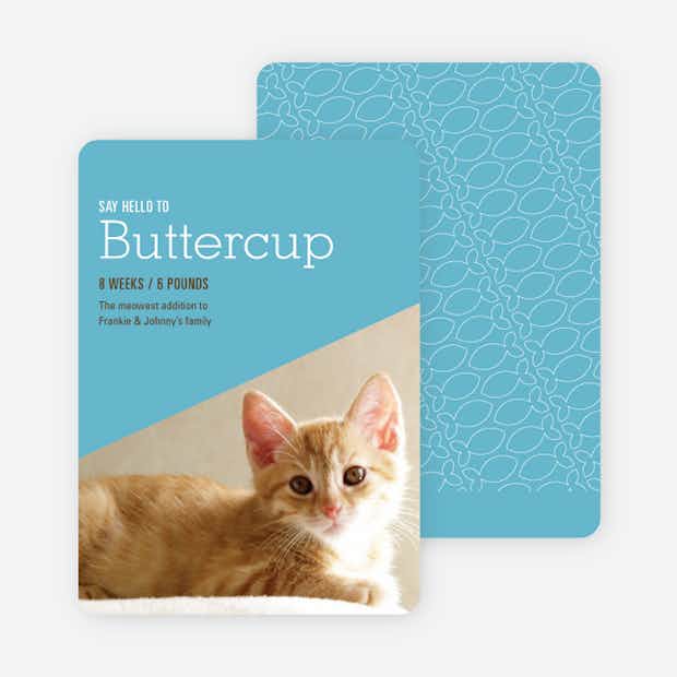 Kitty Cat Cards - Main