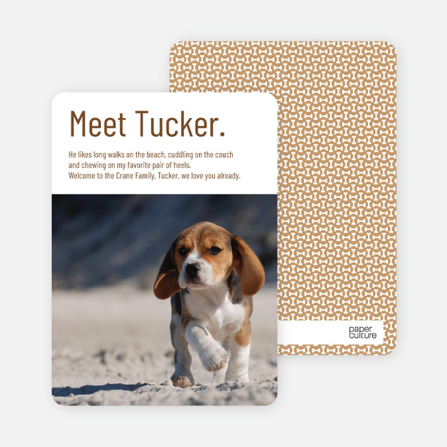 Dog Story Puppy Photo Cards - Brown