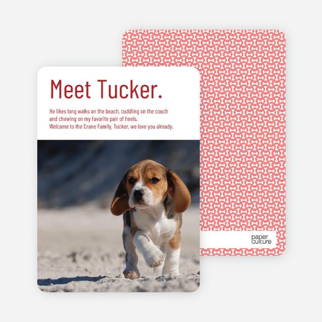 Dog Story Puppy Photo Cards - Red
